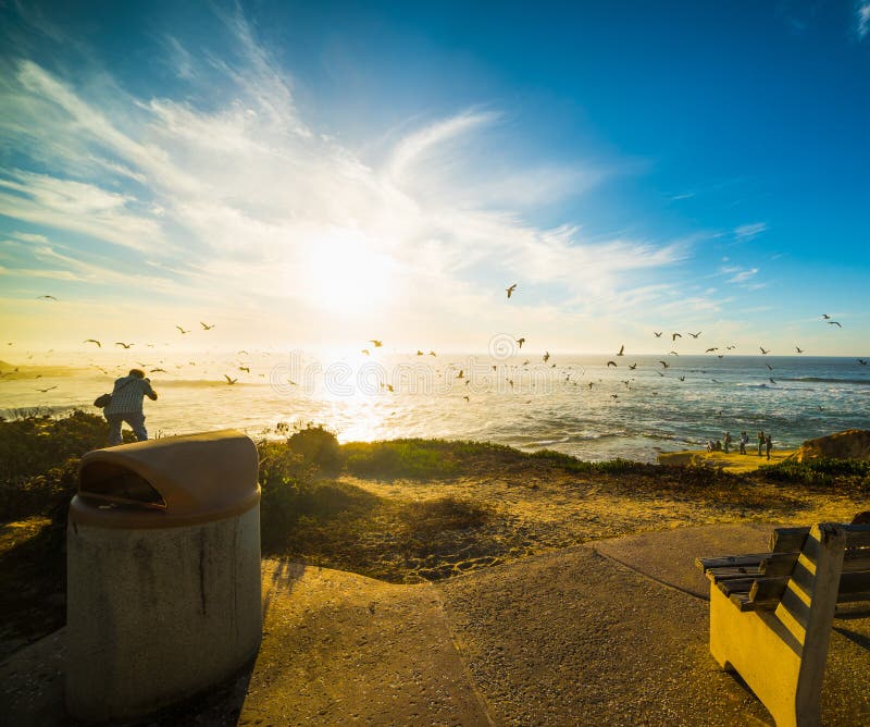 Flock of seagull flying in La Jolla at sunset stock photo