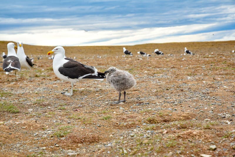 A flock of seagulls congregate on a sandy desert landscape, with a baby bird in the center