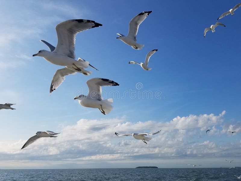 A flock of seagulls in flight stock image A flock of seagulls in flight stock image