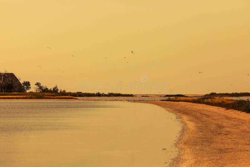 Flock of seagulls flying on clear sky royalty free stock photos Flock of seagulls flying on clear sky royalty free stock photos