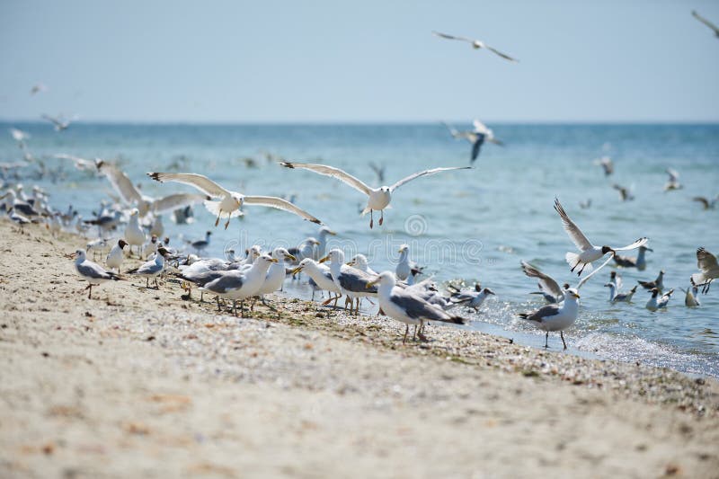 A flock of seagulls flying stock image