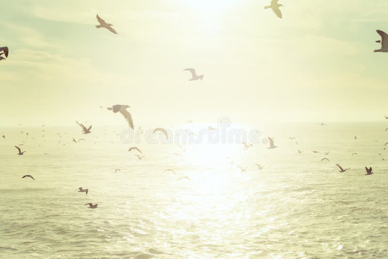 Flock of seagulls flying over the sea royalty free stock photo
