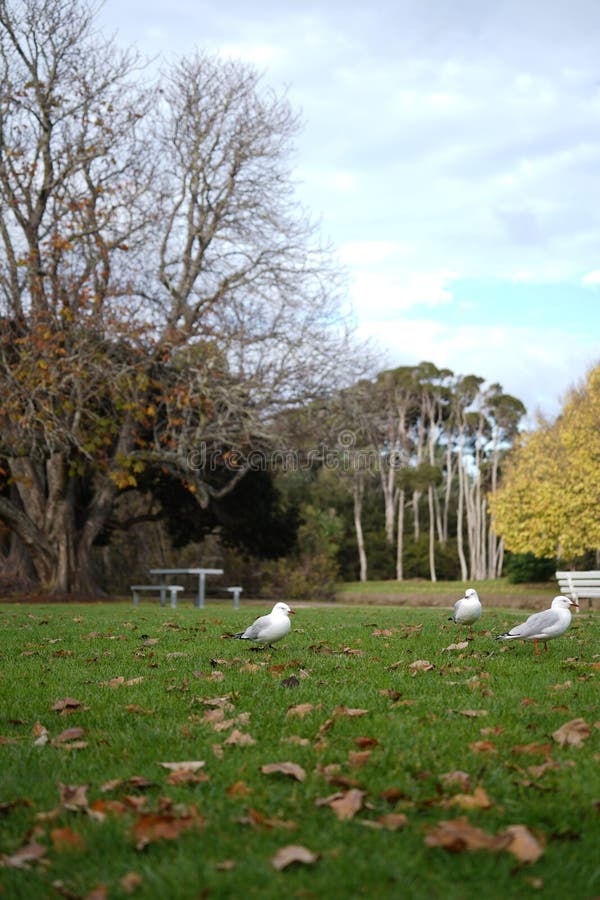 Group of seagulls gathered on the lush green grass, adjacent to a charming park bench. Group of seagulls gathered on the lush green grass, adjacent to a charming park bench