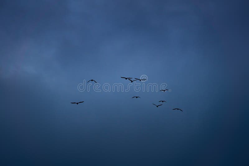Flock of seagulls stock photo. Image of seagulls, night 162481752