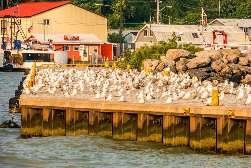 A flock of seagulls in various stages of rest & groom on concrete pier in active fishing harbor, building and boats in background. A flock of seagulls in various stages of rest & groom on concrete pier in active fishing harbor, building and boats in background