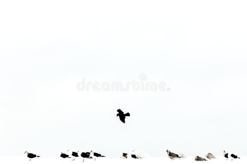 Flock of seagulls on sea shore during winter in Hokkaido, Japan, crow flying above, birds, landscape in winter with birds royalty free stock photos Flock of seagulls on sea shore during winter in Hokkaido, Japan, crow flying above, birds, landscape in winter with birds royalty free stock photos