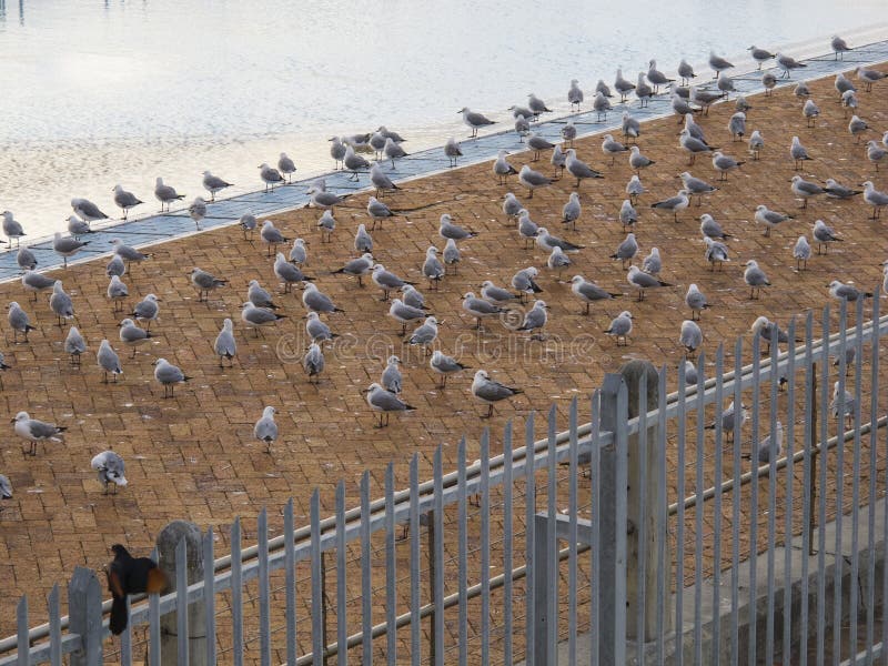 Flock of seagulls, on the sidewalk near the sea
