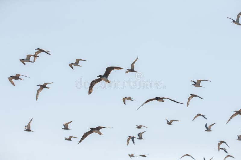 A flock of seagulls in the sky