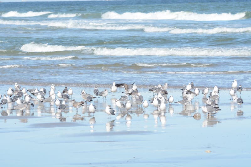 Large group of seagulls huddle in a protective flock along the shore of a north Florida island. Large group of seagulls huddle in a protective flock along the shore of a north Florida island.