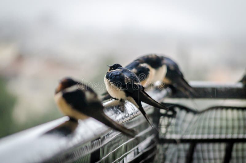 Sparrow fledgeling sitting under rain on strained steel wire Stock