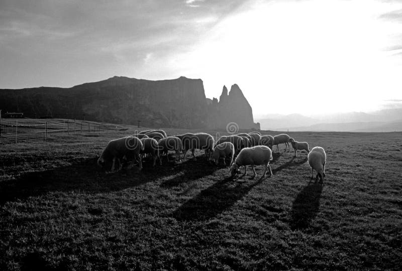 Flock of sheep - Alpe di Siusi