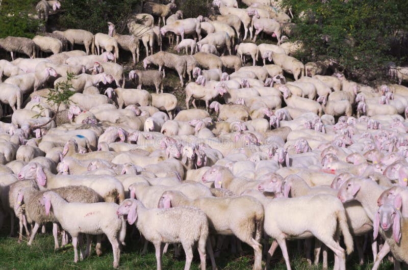 Flock of Sheep - Animals and Abstract Concept Stock Image - Image of field, flock: 60026903 Flock of Sheep - Animals and Abstract Concept Stock Image - Image of field, flock: 60026903
