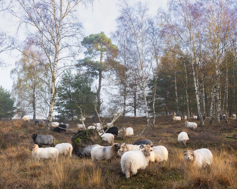 Flock of sheep in autumnal forest near utrecht and zeist in the netherlands stock image Flock of sheep in autumnal forest near utrecht and zeist in the netherlands stock image
