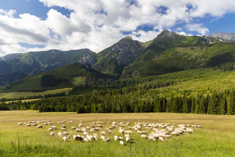 Stádo ovcí v Belianských Tatrách, Slovensko