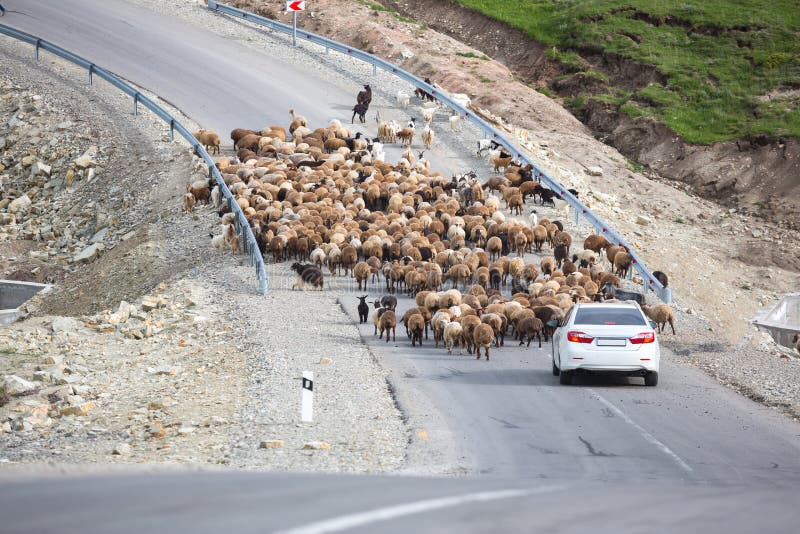 A flock of sheep eating grass in the green hills of the High Caucasus near Shemakha, Azerbaijan. Car stuck