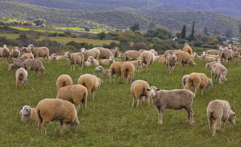 Flock of sheep in a field