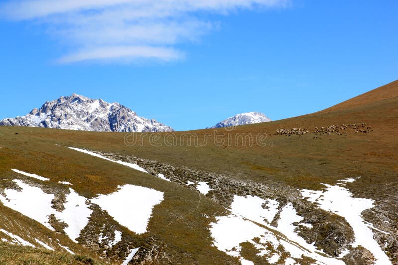 Flock of sheep in Gran Sasso Park, Apennines, Italy