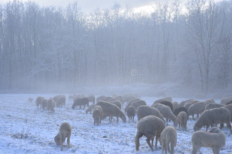 Gregge di pecore pascola in cerca di cibo nella foschia nevosa campagna, in una giornata invernale.