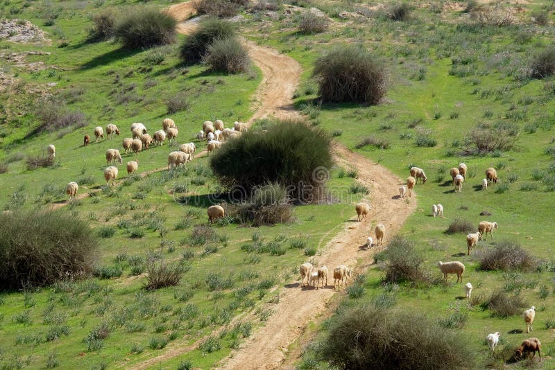 Flock of Sheep Grazing in the Hills Stock Photo Image of hill