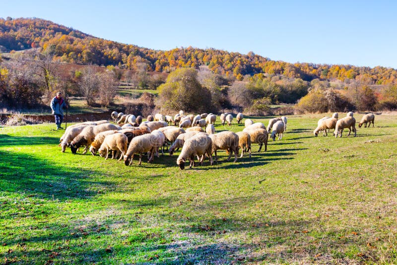 Sheep In Countryside Macedonia Stock Photo - Image of europe, panorama ...