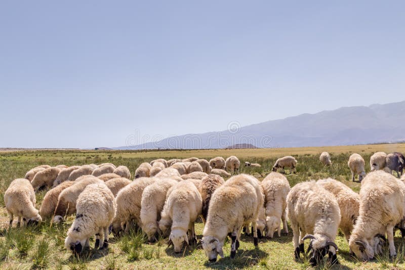 Flock of sheep grazing in meadow with mountains