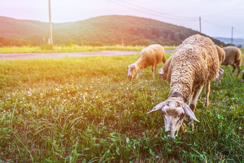 Flock of sheep grazing in a pasture