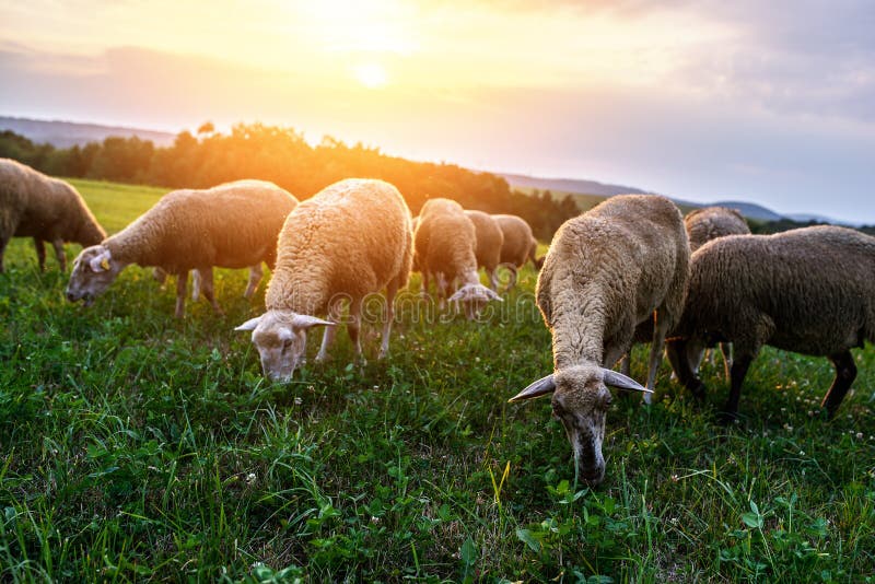 Stádo ovcí pasoucích se na pastvině