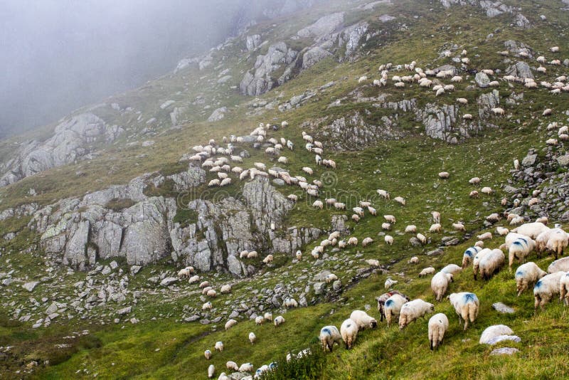 Flock of sheep grazing up high in the mountains