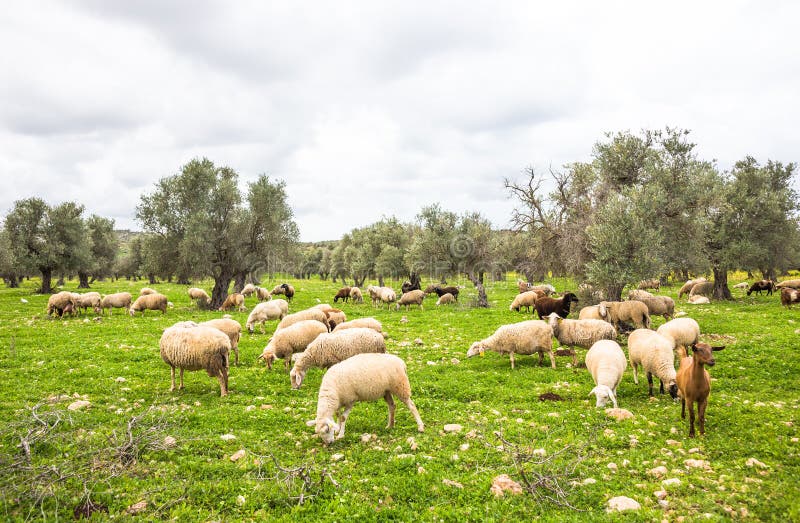 Flock of sheep on green grass near olive trees. Spring picture