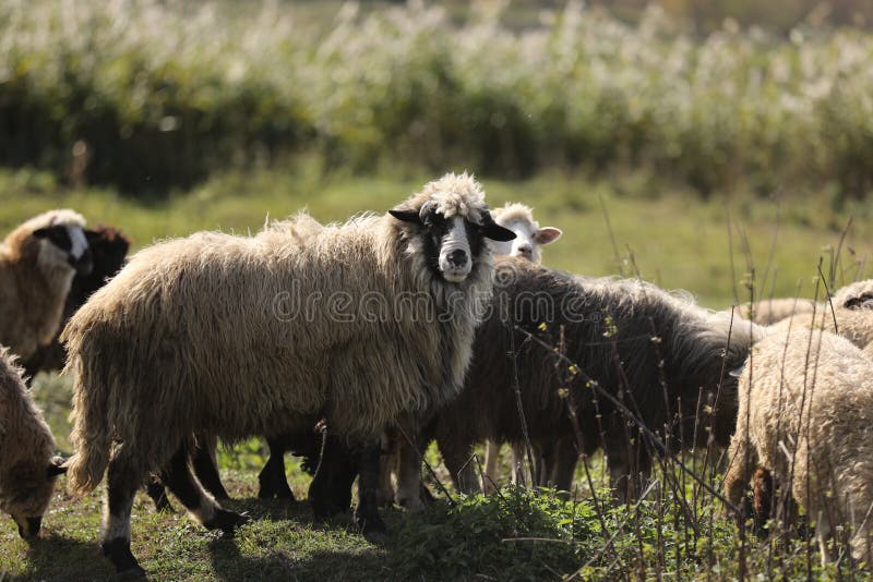 Flock of sheep on green grass. selective focus