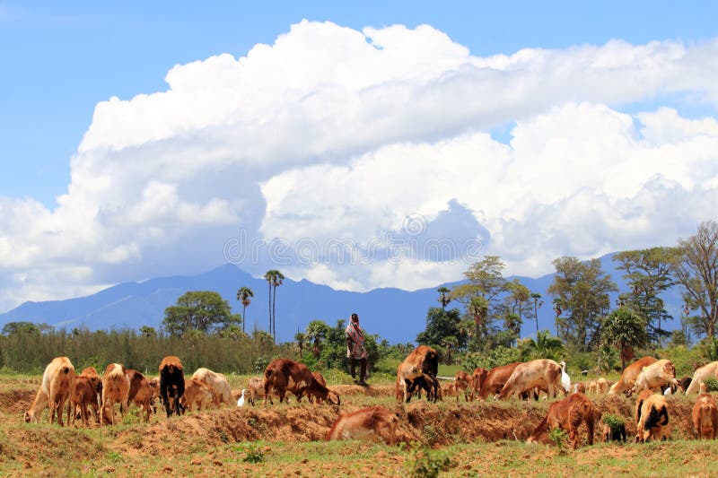 A flock of sheep guided by a shepherd grazing in the pastures in September 10, 2017 in Courtallam, Tamil Nadu,India. Courtallam is a major tourist place in Tamil Nadu