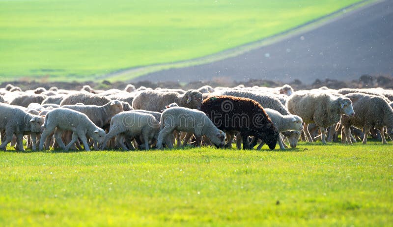 Flock sheep has one black goat as a part of their family