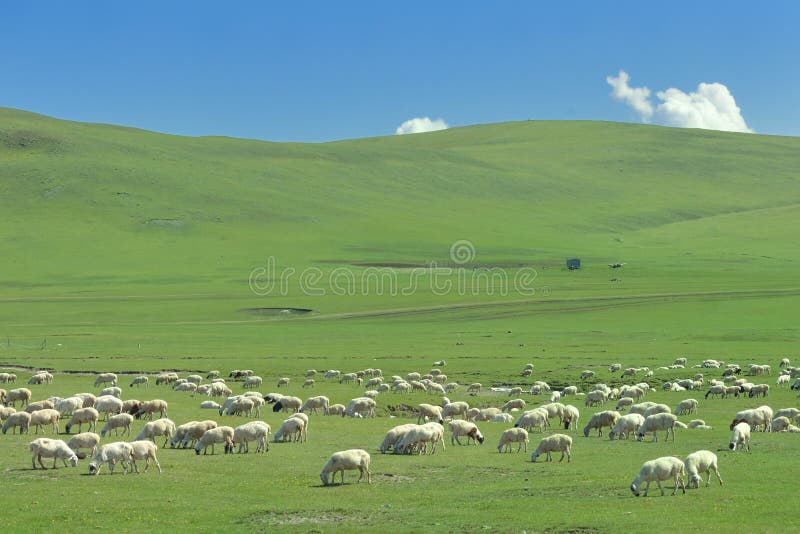 The Flock of sheep on the Hulun Buir Grassland