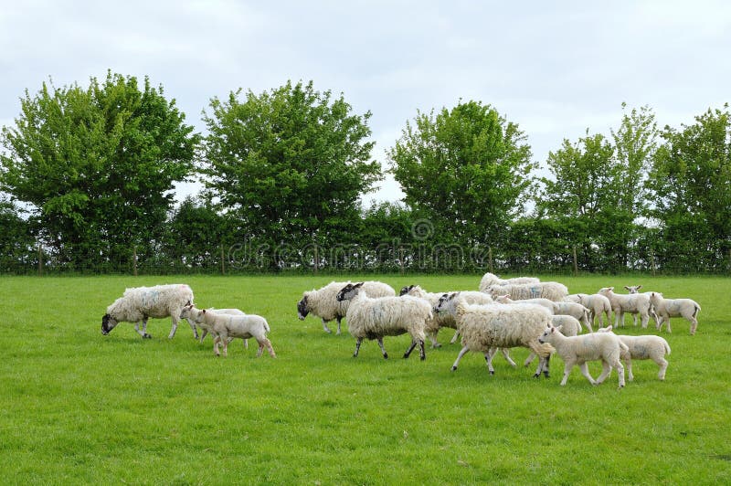 Flock of Sheep and Lambs