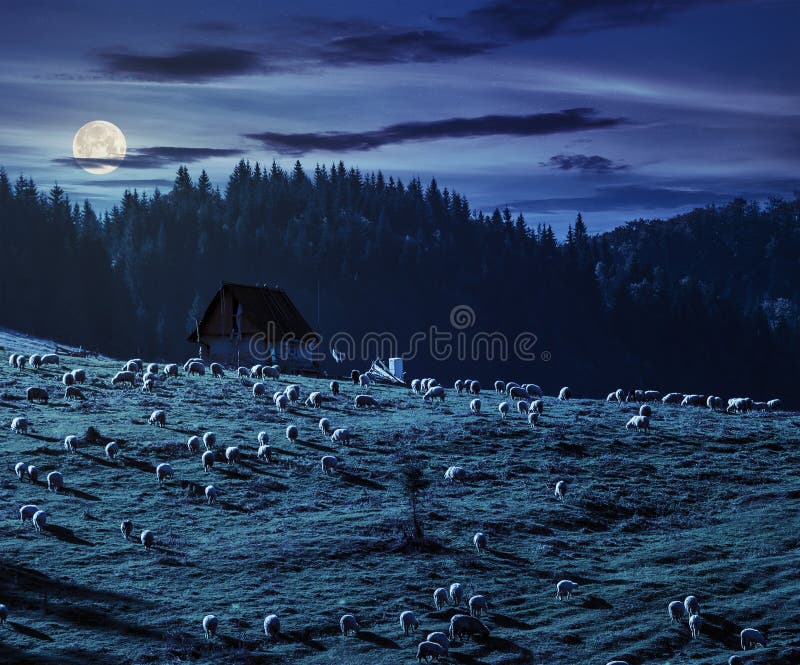 Flock of sheep on the meadow near forest in mountains at night