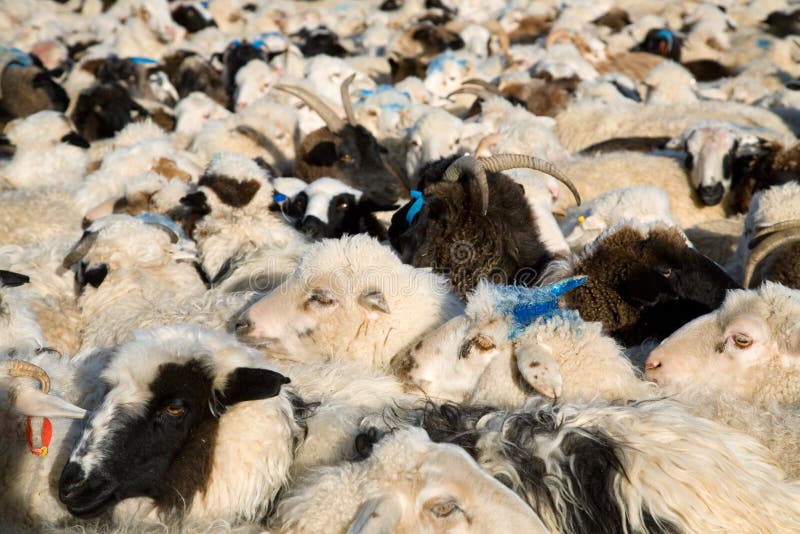 Flock of sheep mixed with goats