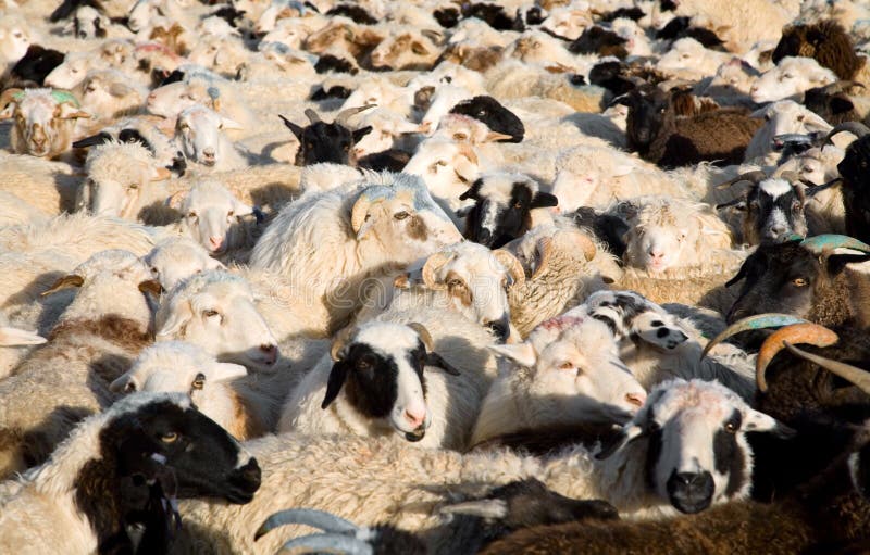 Flock of sheep mixed with goats
