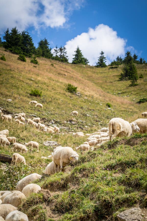 Stádo ovcí na horských pastvinách