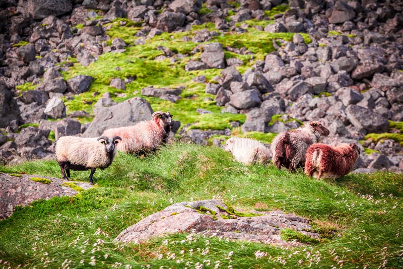 Flock of sheep in the mountains, Iceland