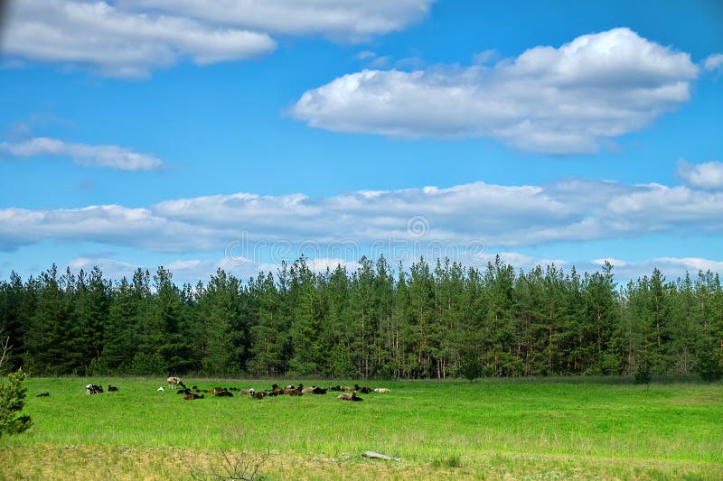 A flock of sheep is resting in a clearing stock photo