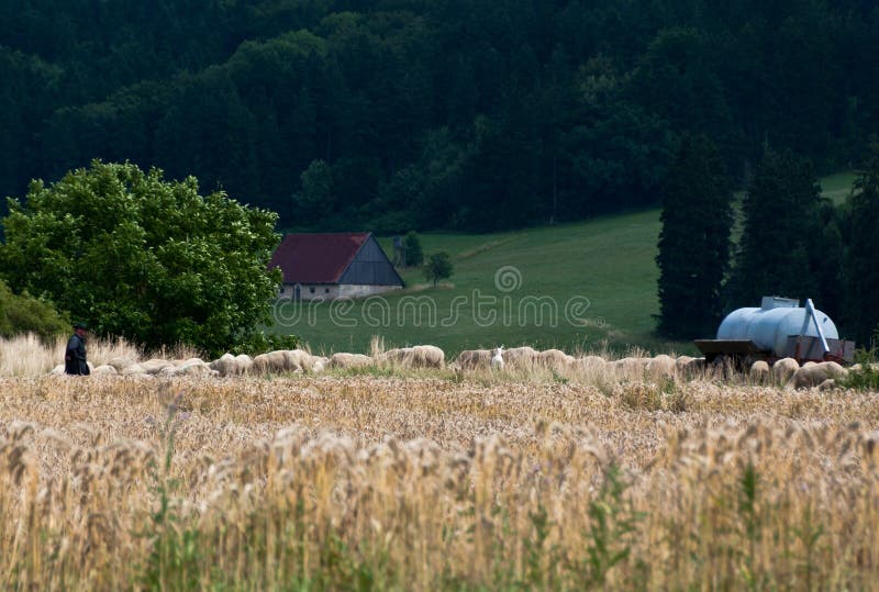 Flock of sheep with shepherd