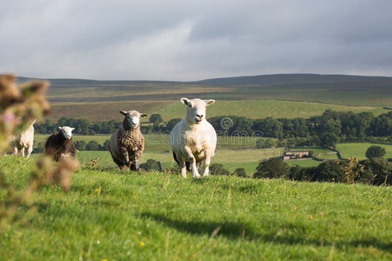 Flock of Sheep Wandering through Yorkshire Moors. Stock Photo Image of animal, sheep 189596710
