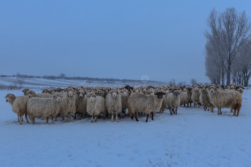 Flock of sheep in winter