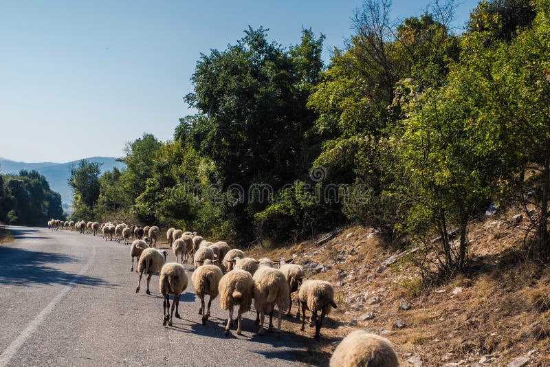 Flock of sheeps blocked a road to cars. A lot sheeps graze on a meadow of mountain at sunset of Greece. royalty free stock photo Flock of sheeps blocked a road to cars. A lot sheeps graze on a meadow of mountain at sunset of Greece. royalty free stock photo