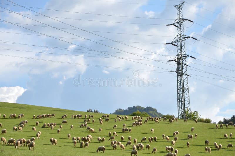 Stádo ovcí se živí trávou na zelené louce vedle elektrického sloupu