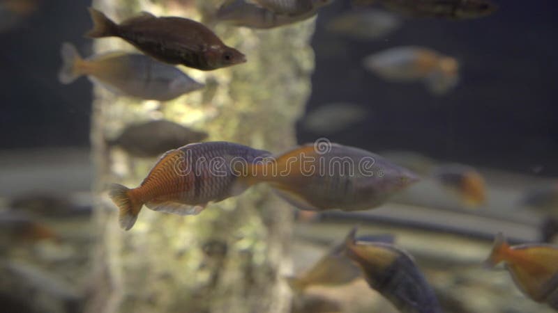 Flock of shiny rainbow fish Melanotaenia Boesemani actively swimming aquarium