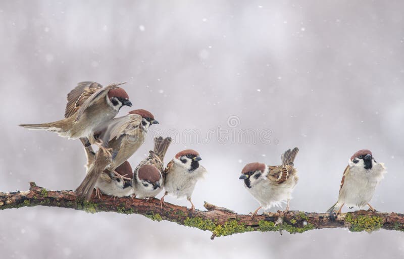 Flock Of Small Funny Birds Sparrows Sitting On A Tree Branch In