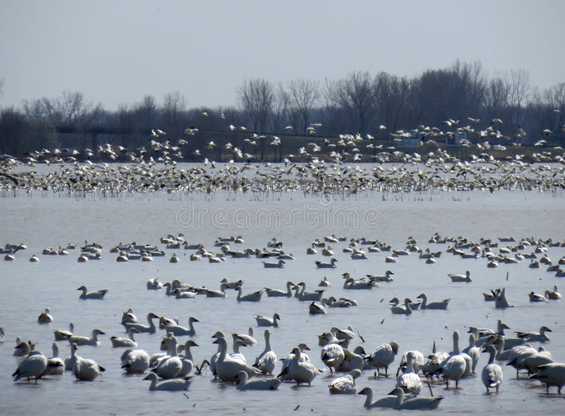 A Flock of Snow Geese Taking Over the Ponds of Sacramento National