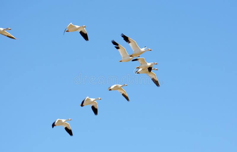 Flock of snow geese in flight, Migration