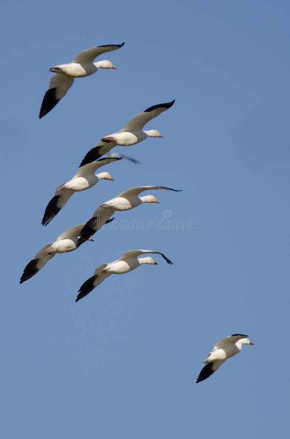 Flock of Snow Geese Flying in the Blue Sky Stock Image Image of wing